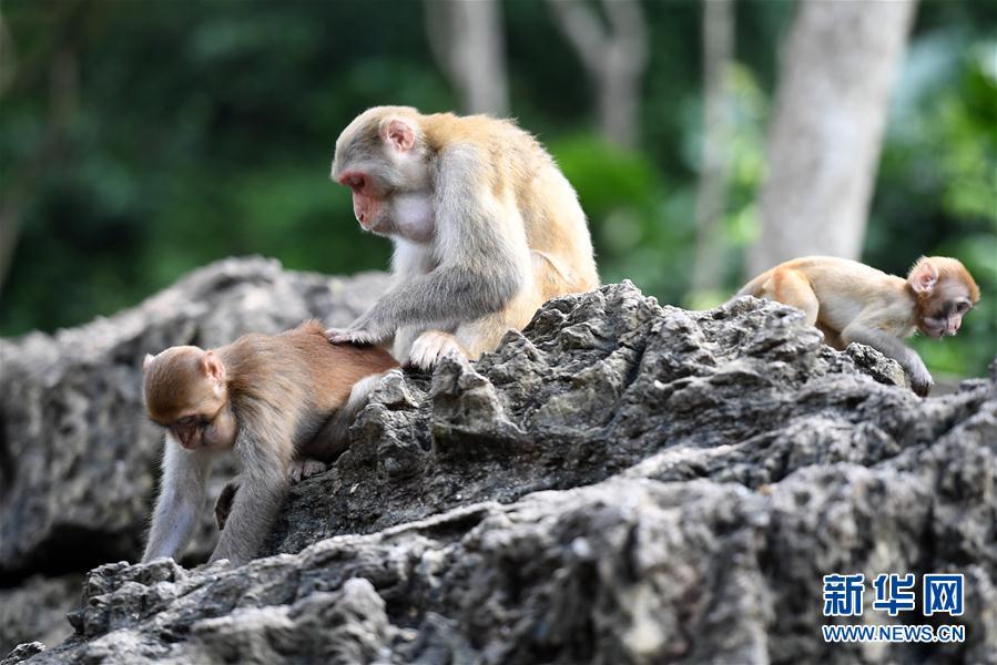 9月27日,在广西隆安县龙虎山,三只猴子在游戏玩乐.