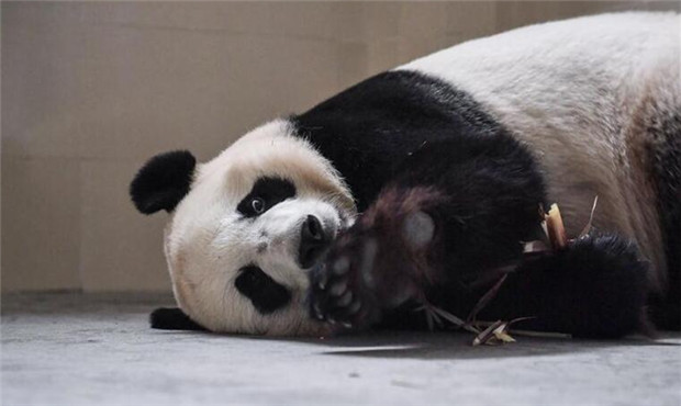 熊猫_副本.jpg