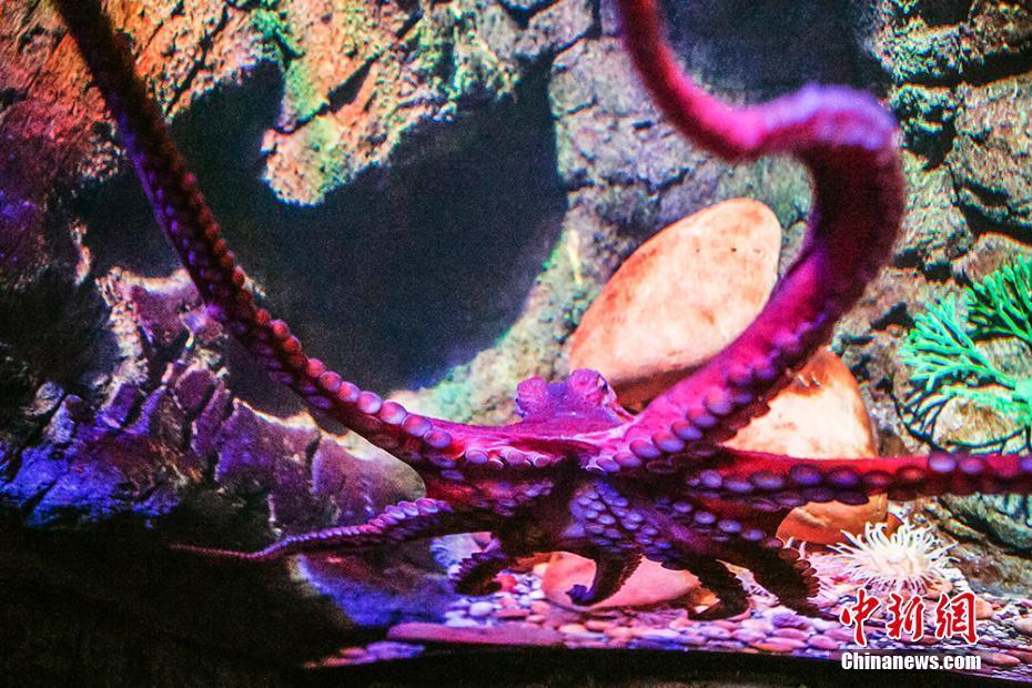 重庆首只太平洋巨型章鱼举行生日派对