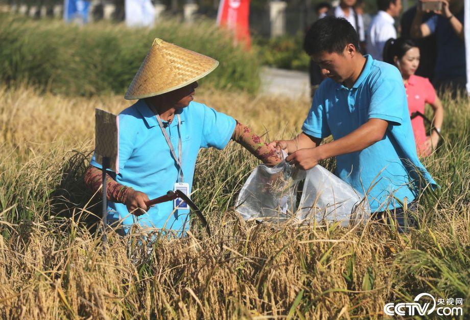 山东青岛:袁隆平海水稻测产 2.8亿亩盐碱地将