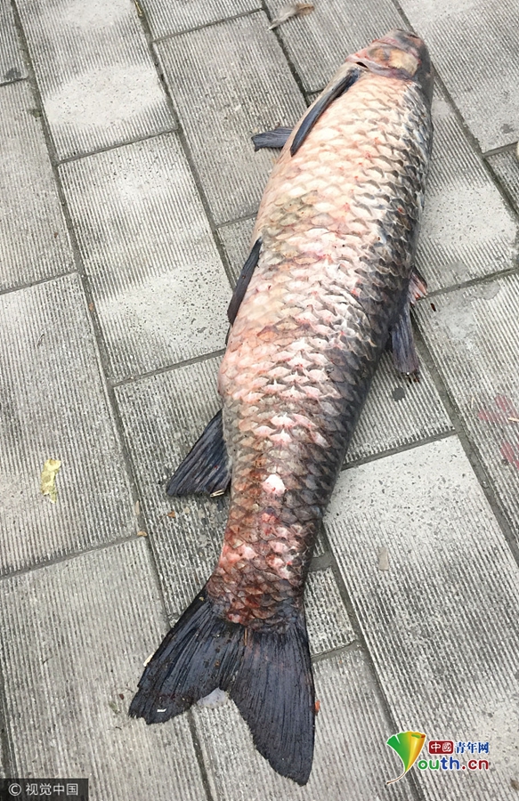 湖北丹江口5市民合力捞上大青鱼 重量超过60斤
