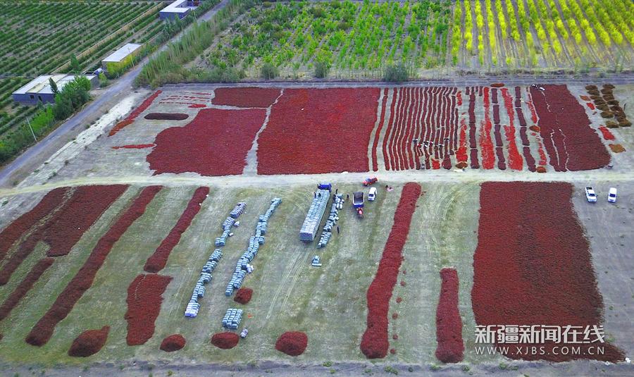 新疆焉耆盆地30万亩辣椒 晒红 戈壁滩