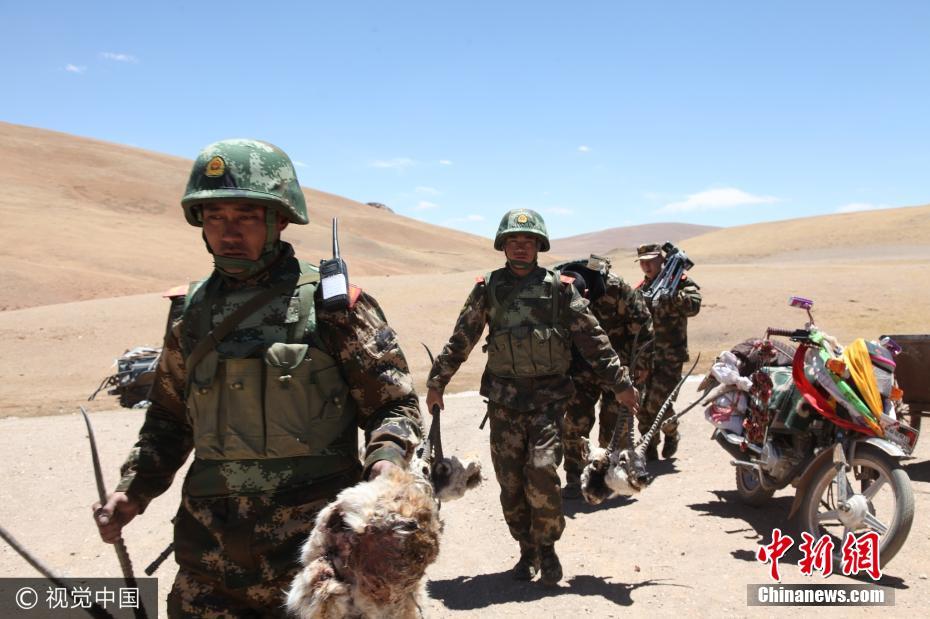 藏羚羊背后的守护者