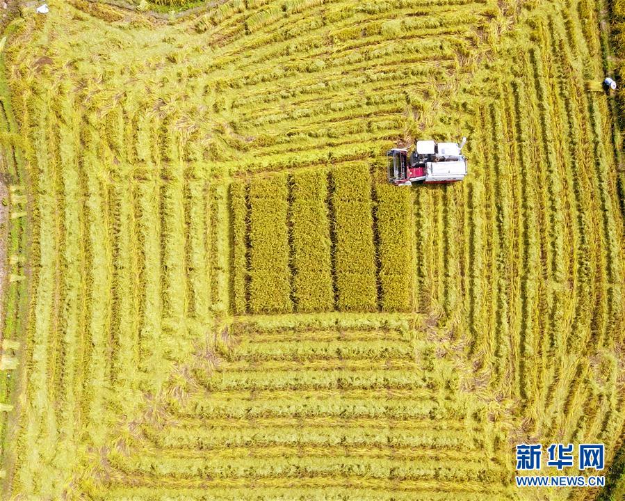 #（经济）（1）广西鹿寨：制种水稻丰收