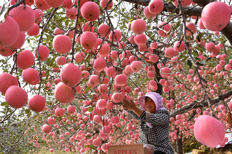 山东:30万亩苹果丰收|组图