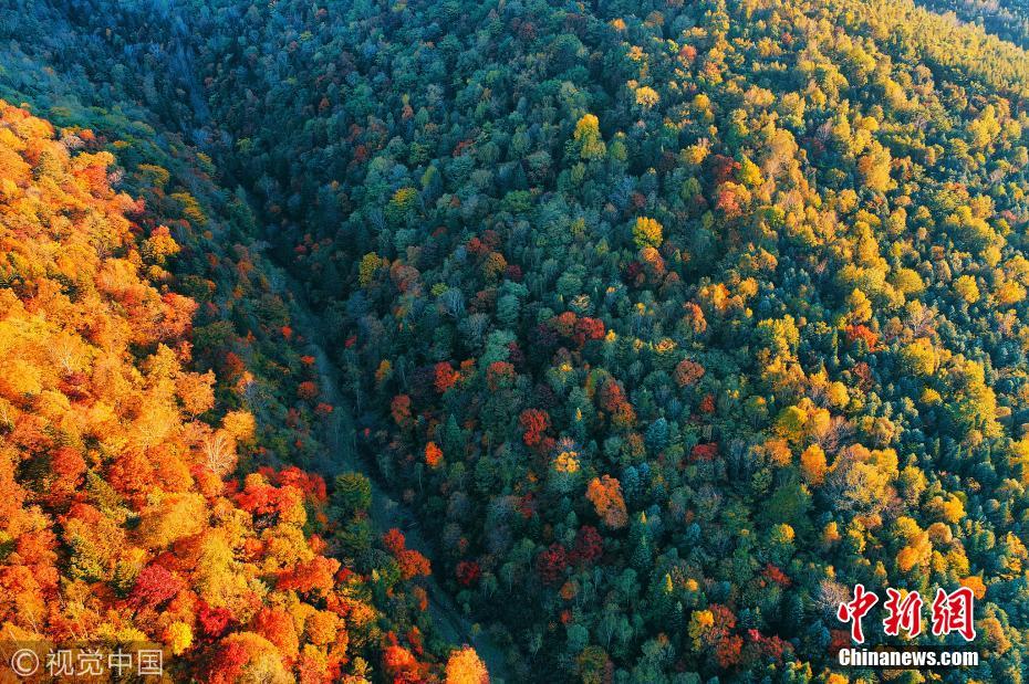 航拍吉林长白山林区 金秋林海宛如油画