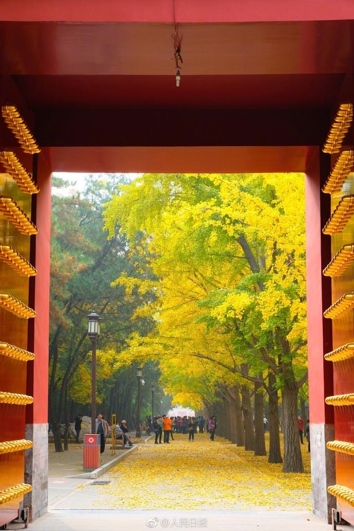 北京三里屯,地坛公园等处的银杏叶逐渐变黄,美不胜收.