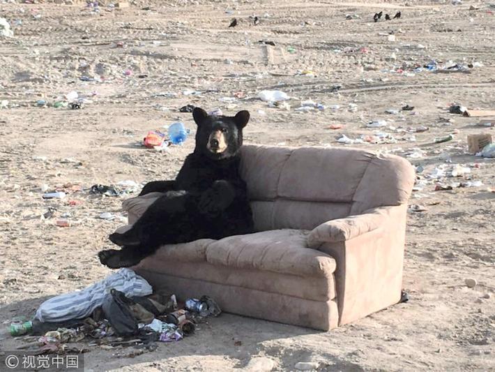 加拿大黑熊跷二郎腿