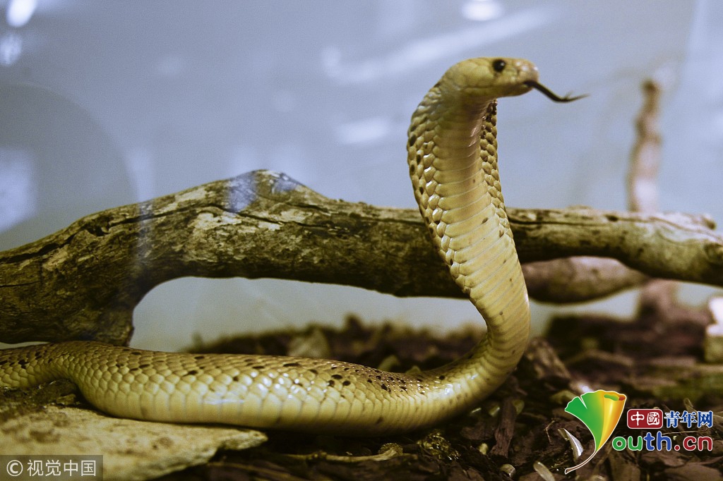 太生猛!克罗地亚男子收藏130条大蛇 多为剧毒