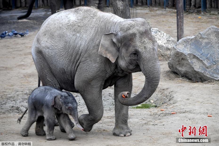 匈牙利新生小象亮相动物园 紧贴妈妈大腿超害羞
