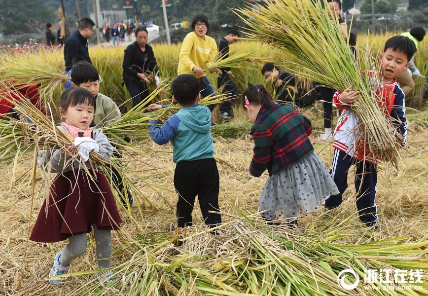 杭州城里孩子体验收割稻谷体验农民生活