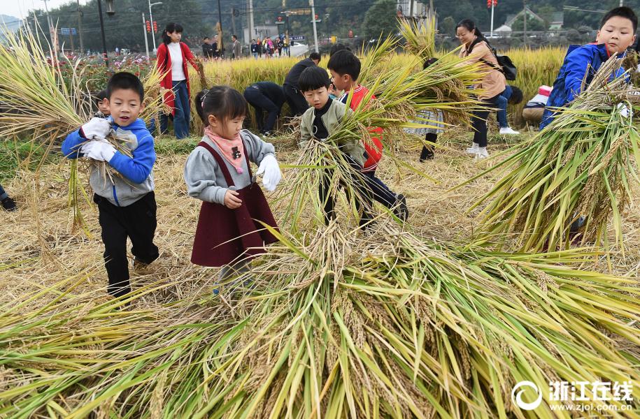 杭州城里孩子体验收割稻谷 体验农民生活