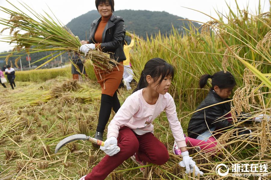 杭州城里孩子体验收割稻谷 体验农民生活