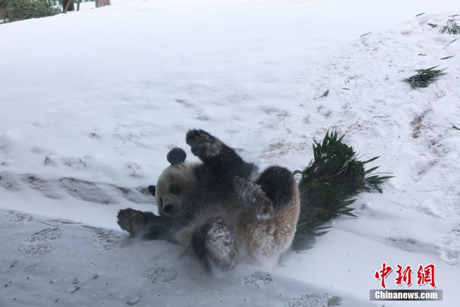 大熊猫"思嘉"雪中撒欢打滚儿萌态百出