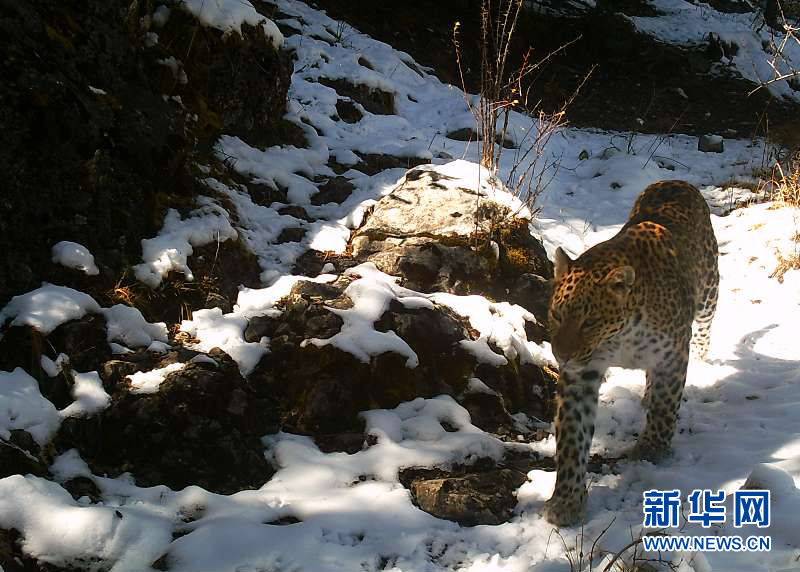 （图文互动）（1）监测显示澜沧江源头地区成金钱豹重要栖息地