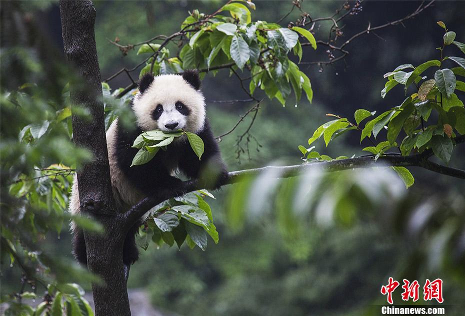 中国大熊猫保护研究国际摄影大赛作品精选