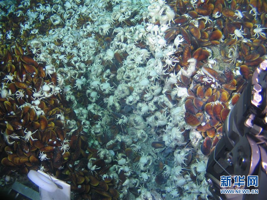 蛟龙号探秘大洋深处新物种_新闻频道__中国青年网