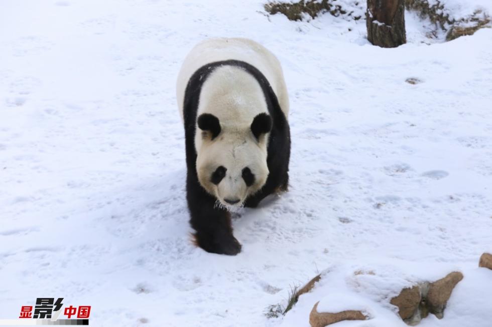 大熊猫在冰天雪地的东北最爱吃啥?你可能想不到!