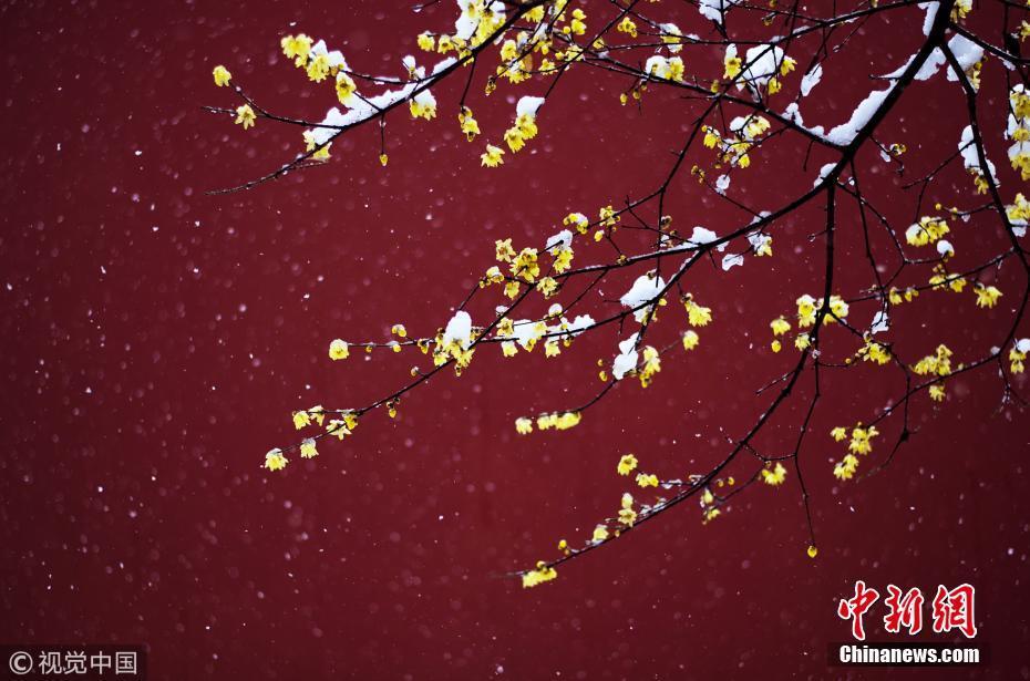 1月4日,南京大雪,明孝陵风景区内的腊梅傲雪盛开. 图片来源:视觉中国