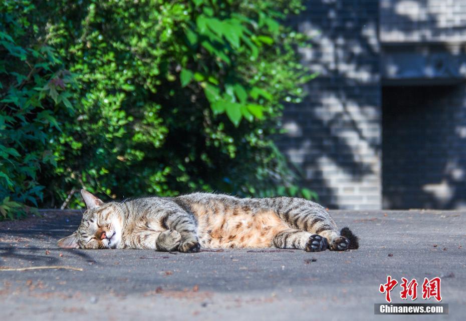 南京农业大学猫咪"监考"引围观_新闻频道__中国青年网