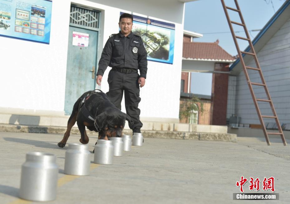 四川绵阳警犬在凛冽寒风中训练_新闻频道__中国青年网