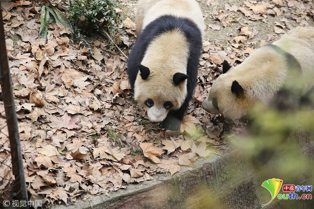 成都大熊猫繁育研究基地回应 螨虫眼 事件:镜检