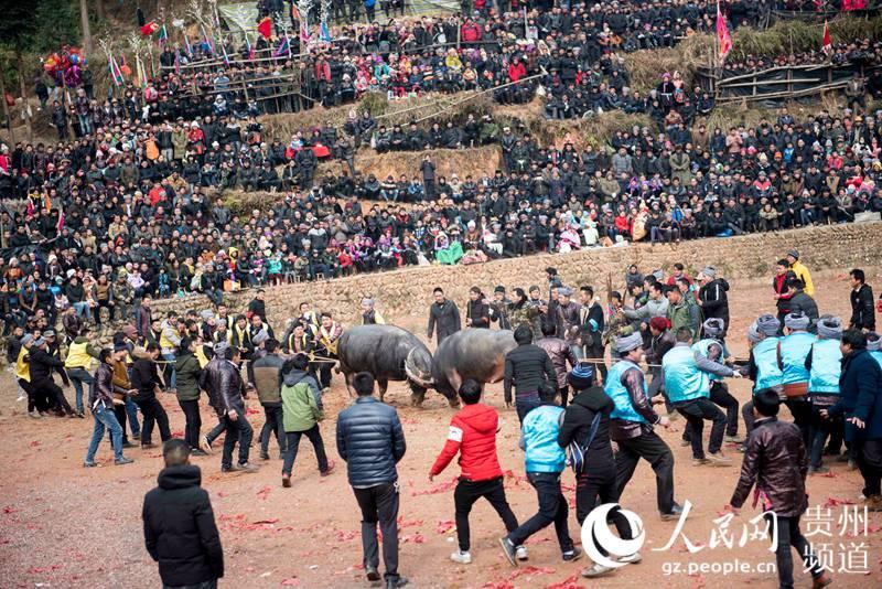 贵州从江斗牛迎新春