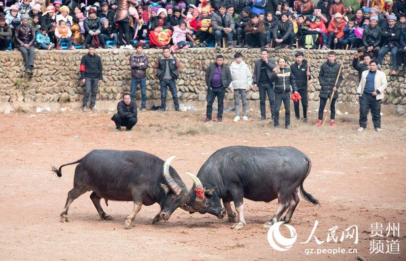 贵州从江斗牛迎新春_新闻频道__中国青年网