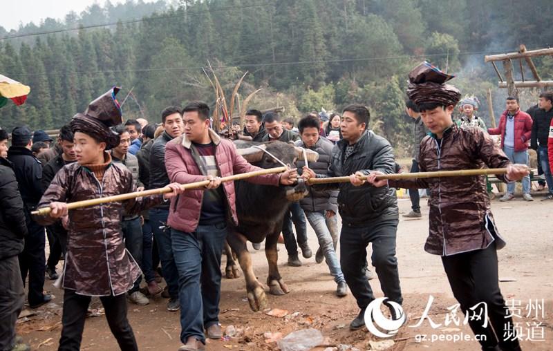 贵州从江斗牛迎新春