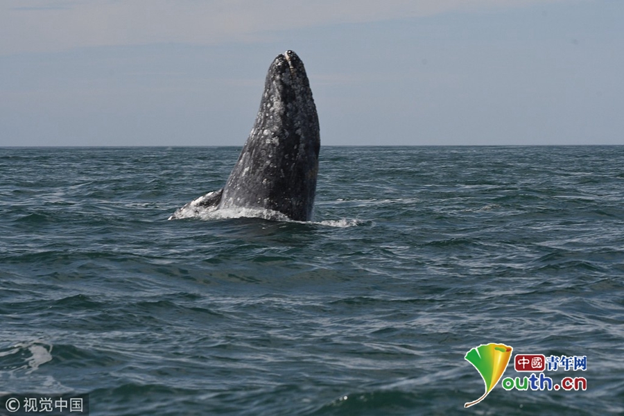 墨西哥加利福尼亚州海岸巨型灰鲸跃出海面