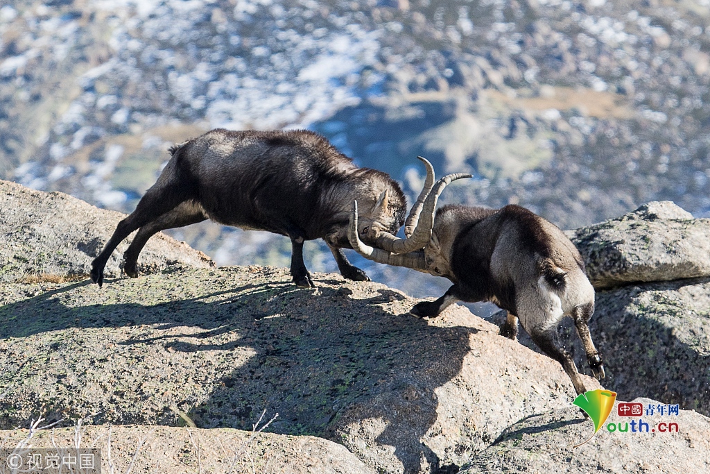 两只山羊悬崖边搏斗 输者被迫跳崖
