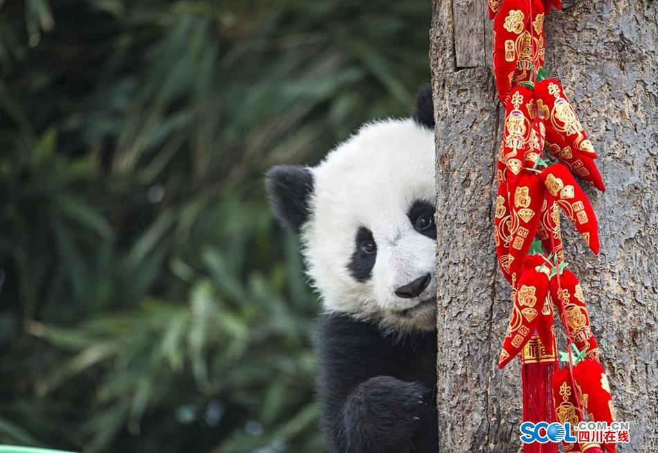 2017年,中国大熊猫保护研究中心大熊猫科研保护工作成绩喜人。成功繁育大熊猫幼仔30胎42仔,大熊猫繁育数量创历史新高;野化培训大熊猫八喜映雪放归自然,放归野外大熊猫张想、淘淘相继回捕,野外生存状态良好,大熊猫野化培训放归项目成果显著;全球首只野外引种大熊猫草草顺利产仔,大熊猫野外引种项目取得阶段性成功;大熊猫星雅武雯赴荷兰、彩陶湖春赴印度尼西亚,大熊猫国内外交流影响巨大。