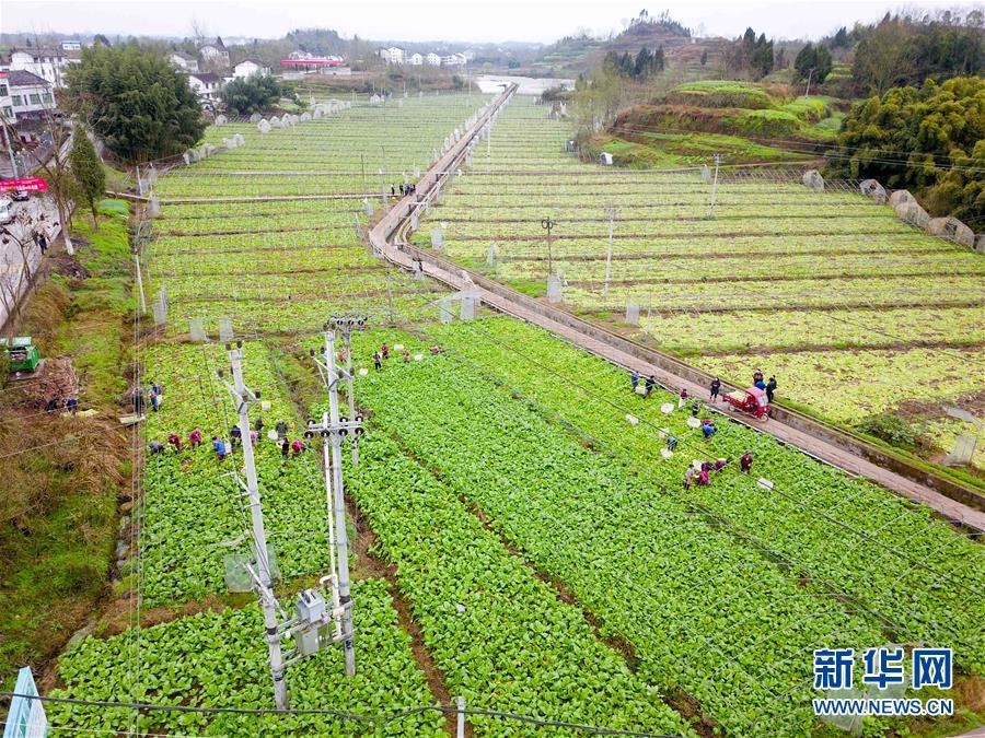 重庆农网改造助力乡村脱贫攻坚