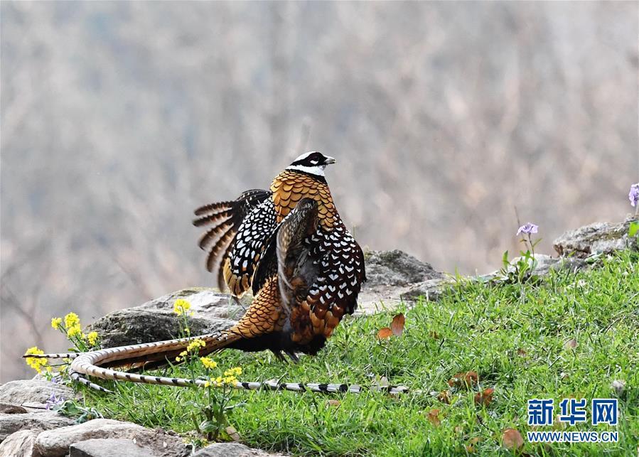 （新华网）（1）董寨国家级自然保护区进入观鸟黄金期