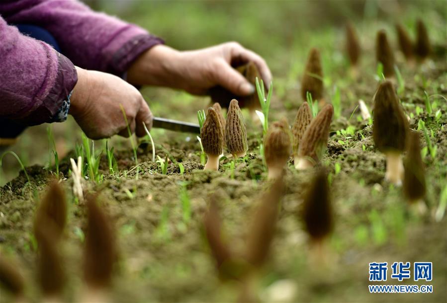 湖北省宣恩县麻阳寨村的农民们在大棚里采摘"羊肚菌".