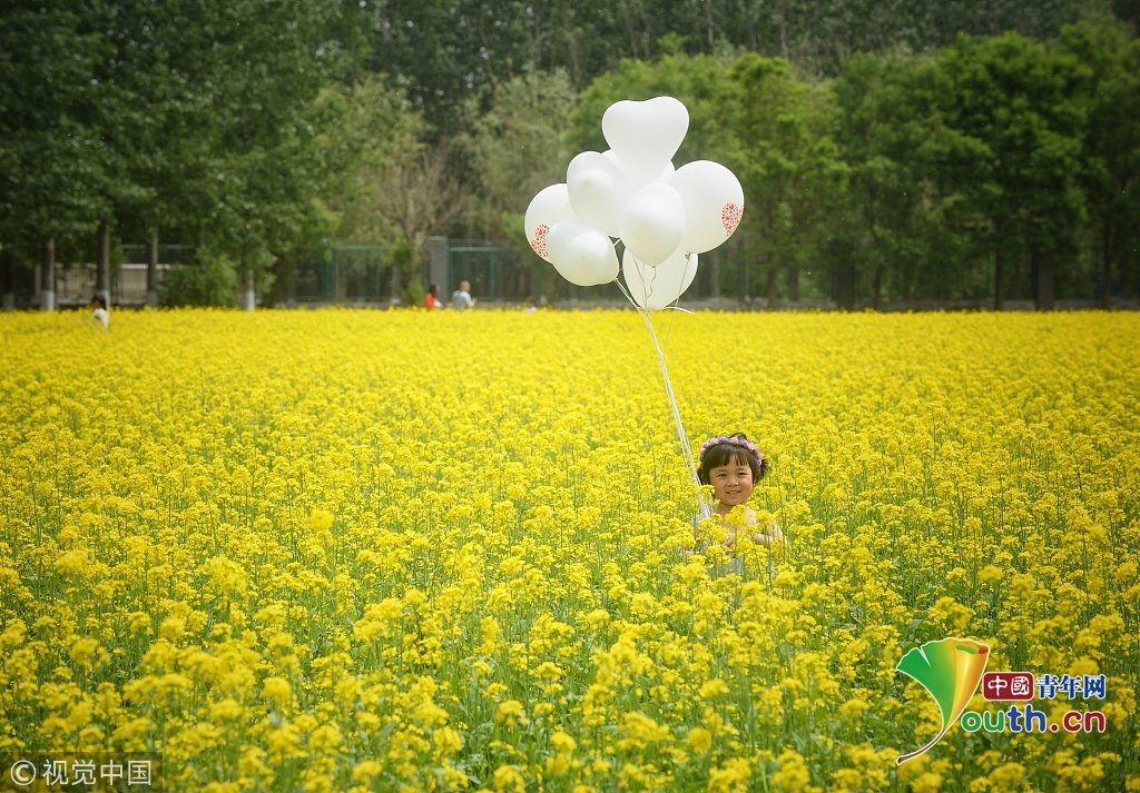 北京:顺义油菜花海美如画 吸引大批市民观赏