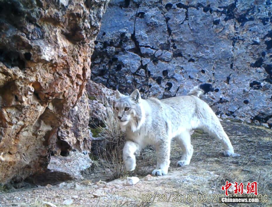 西藏藏北监测到雪豹等珍稀野生动物影像