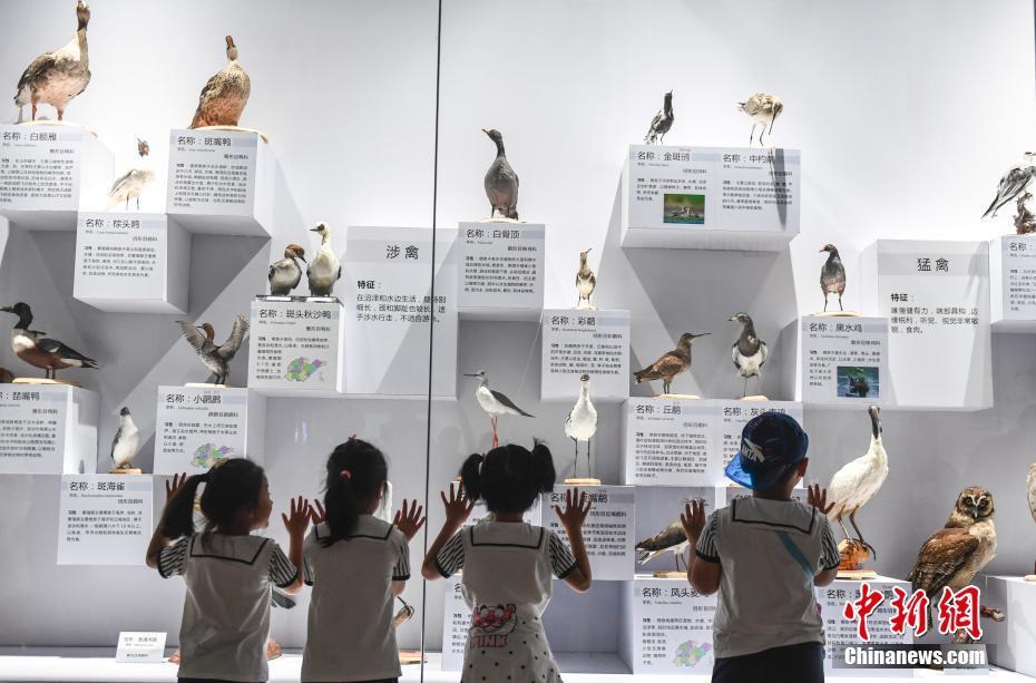 山东鸟类标本展汇集"湿地精灵"