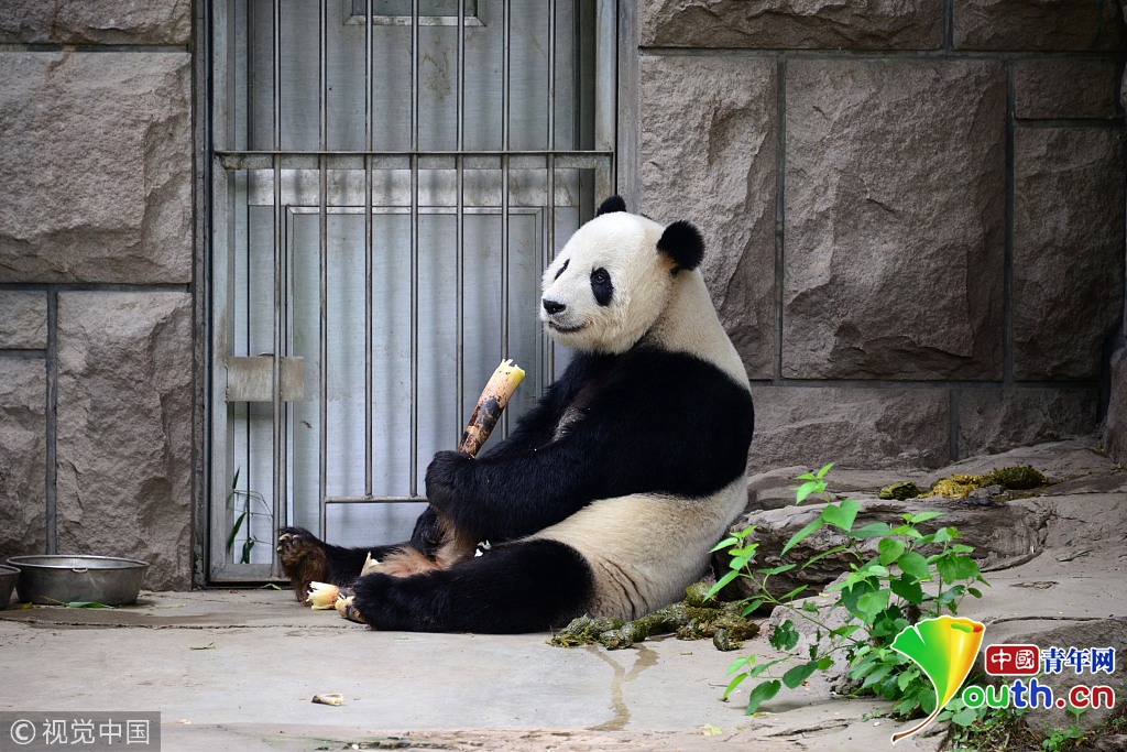 北京:大熊猫吃相千姿百态惹人爱