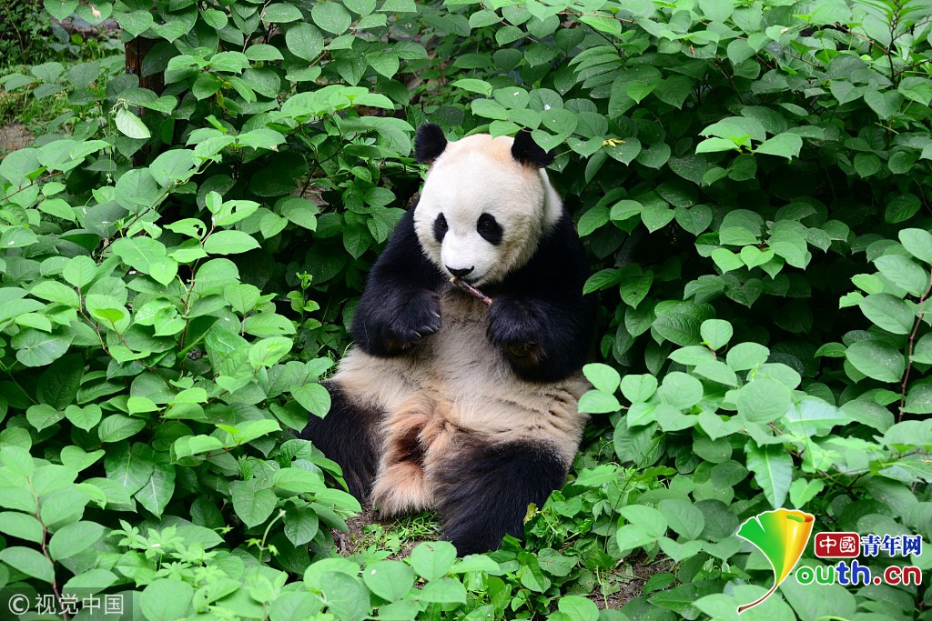北京:大熊猫吃相千姿百态惹人爱