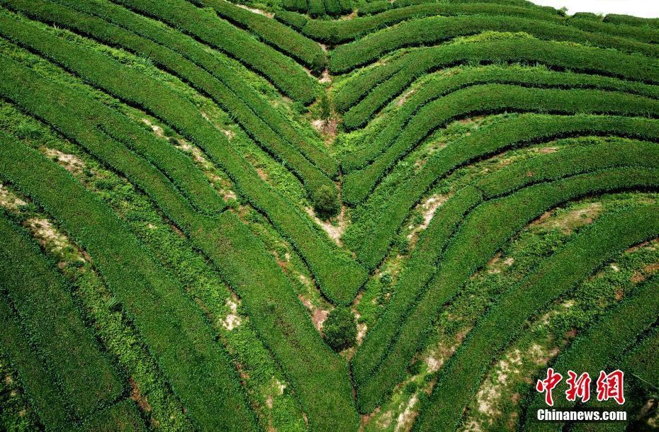 航拍福建平和壮观的茶山梯田