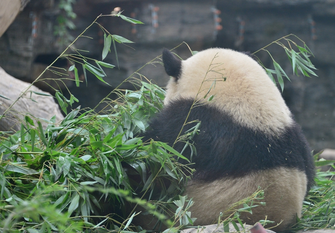 大熊猫独自呆坐 背影圆滚滚呆萌可爱