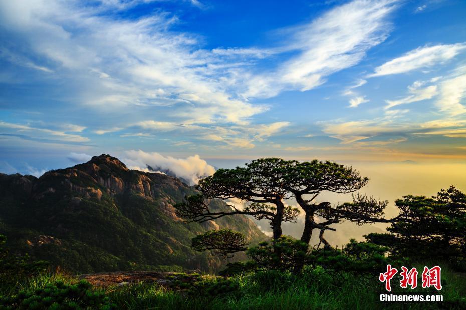 6月29日傍晚,安徽黄山风景区雨后出现云海和晚霞景观,宛如壮丽画卷.