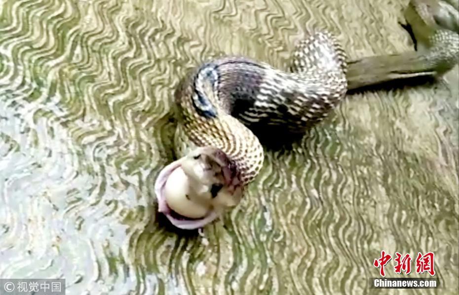 印度贪吃眼镜蛇偷吃被发现 情急下连吐7颗鸡蛋