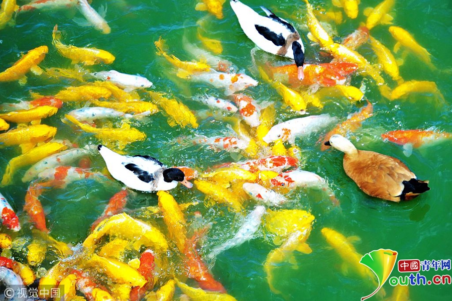 水禽和锦鲤和平相处 共享游客投喂美食