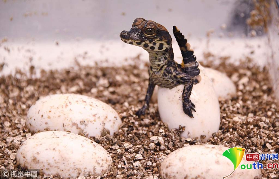 纪录破壳瞬间 动物园为20只非洲侏儒鳄宝宝接
