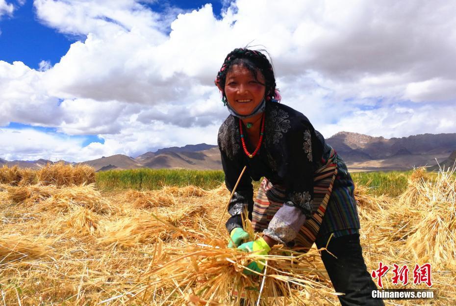 西藏各地青稞进入收割季节