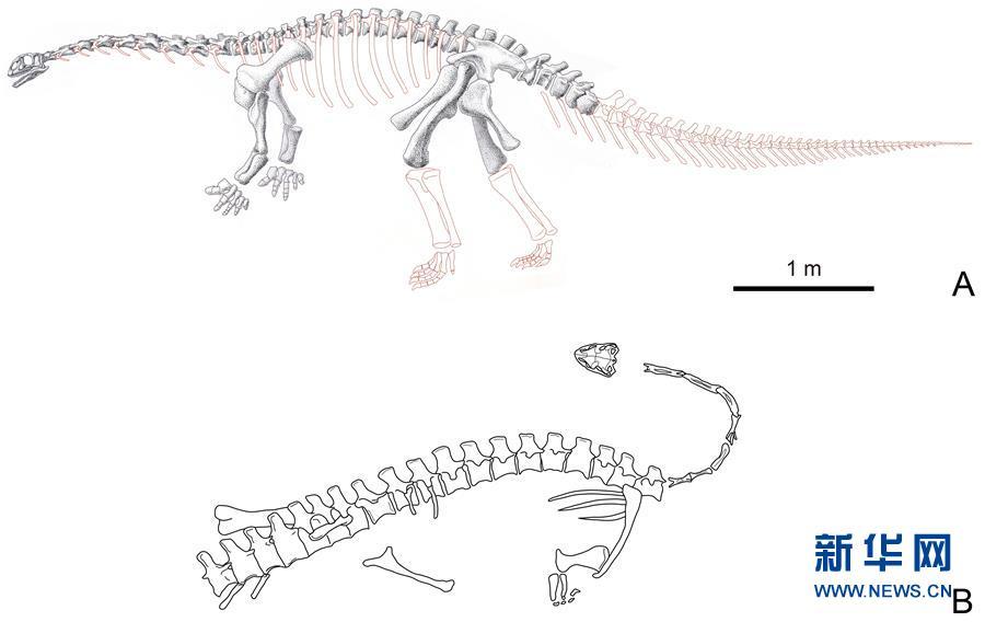 云南禄丰发现基干蜥脚型类恐龙新属种"孙氏彝州龙"