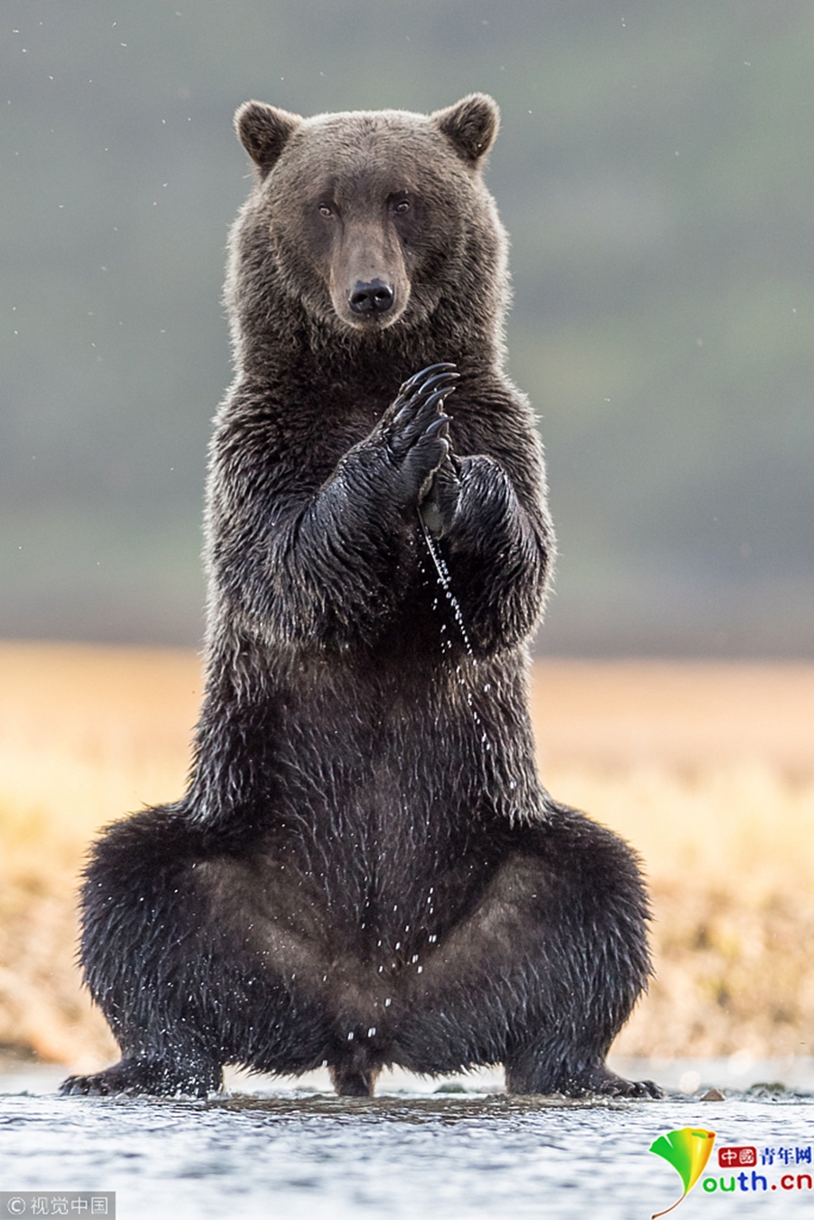 灰熊水畔“练瑜伽” 身姿优雅神态从容