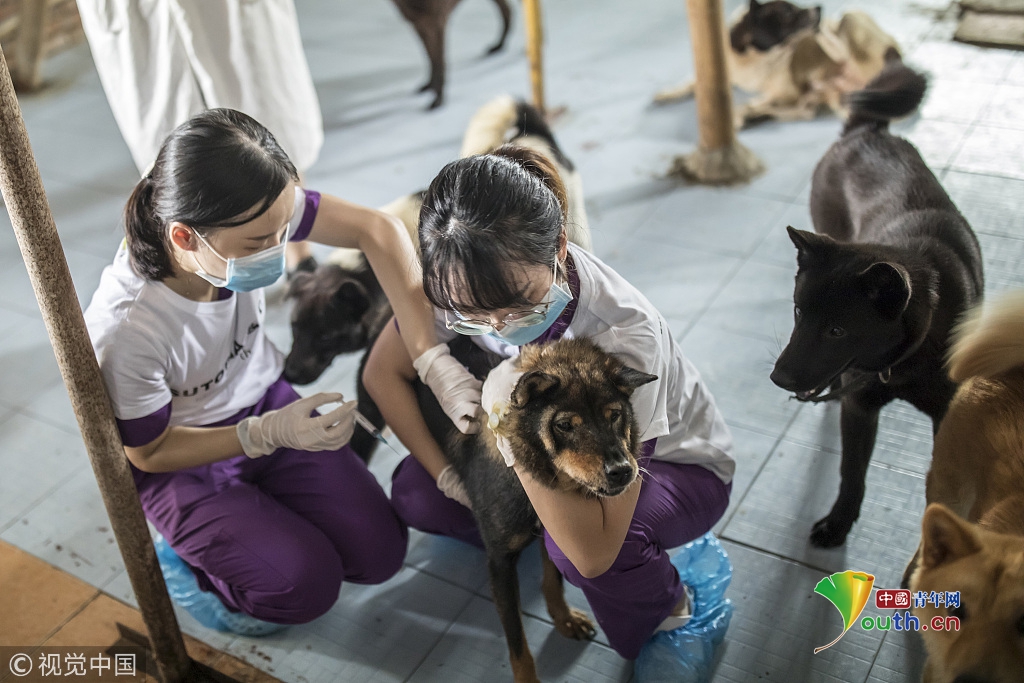 广州一动物医院免费给社区流浪狗打狂犬疫苗